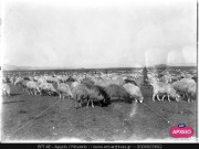 ΣΥΛΛΟΓΉ ΜΙΚΡΑΣΙΑΤΙΚΗ ΕΚΣΤΡΑΤΕΙΑ