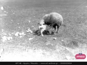 ΣΥΛΛΟΓΉ ΜΙΚΡΑΣΙΑΤΙΚΗ ΕΚΣΤΡΑΤΕΙΑ