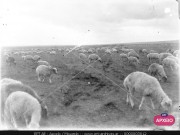 ΣΥΛΛΟΓΉ ΜΙΚΡΑΣΙΑΤΙΚΗ ΕΚΣΤΡΑΤΕΙΑ