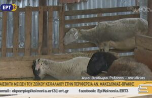 300.000 ΑΙΓΟΠΡΟΒΑΤΑ ΑΦΑΝΙΣΤΗΚΑΝ ΣΤΗΝ ΑΝΑΤΟΛΙΚΗ ΜΑΚΕΔΟΝΙΑ ΚΑΙ ΘΡΑΚΗ